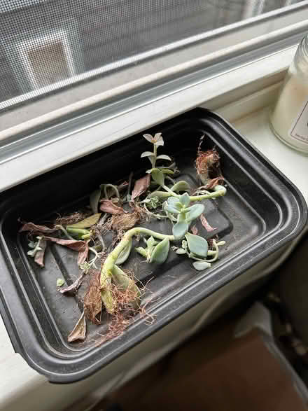 Photo of free Succulent propagation supplies (Porter Square) #2