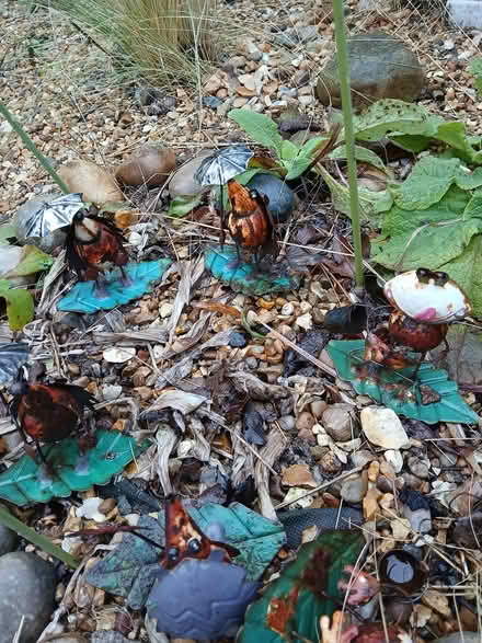 Photo of free Unopened flower seed packets - school project? (Barlestone CV13) #1