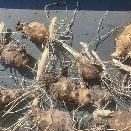Photo of free 10 Crispy sunchokes for planting (Parkstone, Poole, BH14) #2