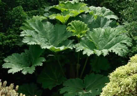 Photo of Gunnera (Sneath Common NR15) #1