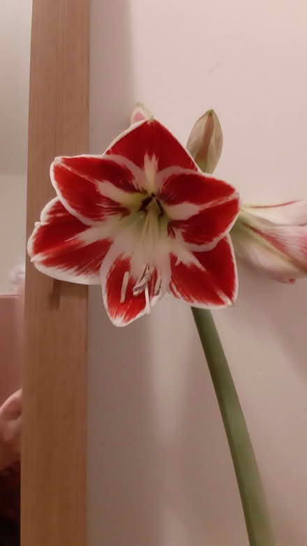 Photo of Amaryllis (Whitemoor NG8) #1