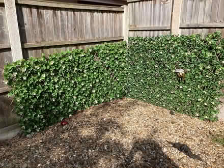 Photo of free 2 garden privacy panels (West Bridgford NG2) #1