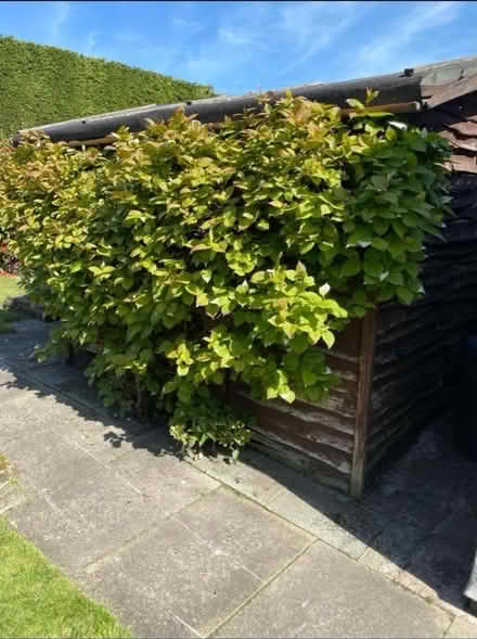 Photo of free Wooden shed (PR9 7LU) #2