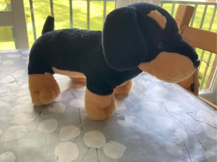 Photo of free Clever sausage dog teddy bear (Radlett WD7) #3