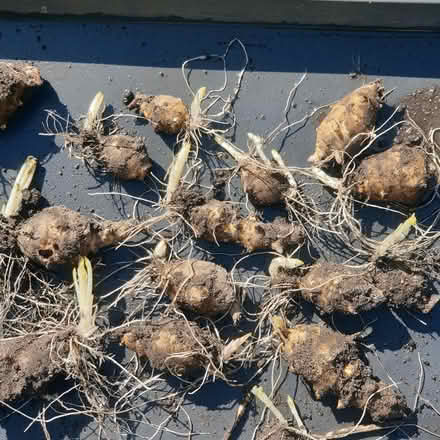 Photo of free 10 Crispy sunchokes for planting (Parkstone, Poole, BH14) #1