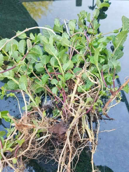 Photo of free Mint with roots (Tipton) #1