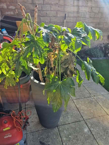 Photo of free Fatsia japonica in a pot (Allerton Bywater WF10) #2