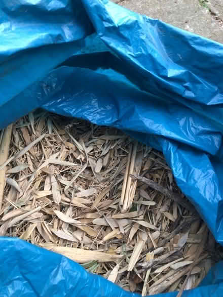 Photo of free Bamboo leaves dried (South Malling BN7) #1
