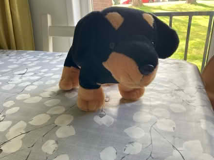 Photo of free Clever sausage dog teddy bear (Radlett WD7) #2
