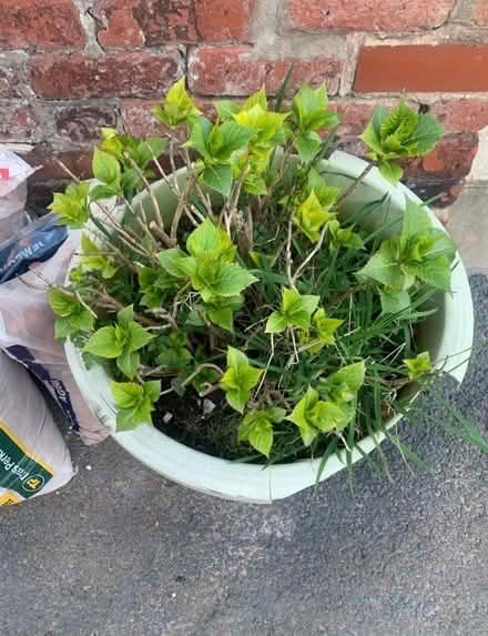 Photo of free 2 pots with Hydrangeas (Layton FY3) #2