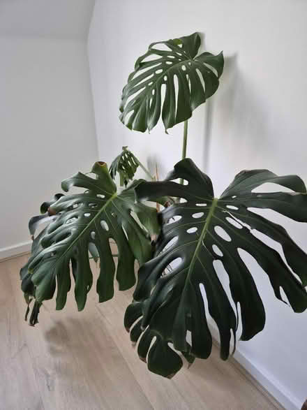 Photo of free Large Monstera Plant (Letchworth SG6) #3