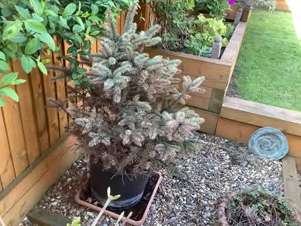 Photo of free Small Christmas Tree (Mickleover) #1