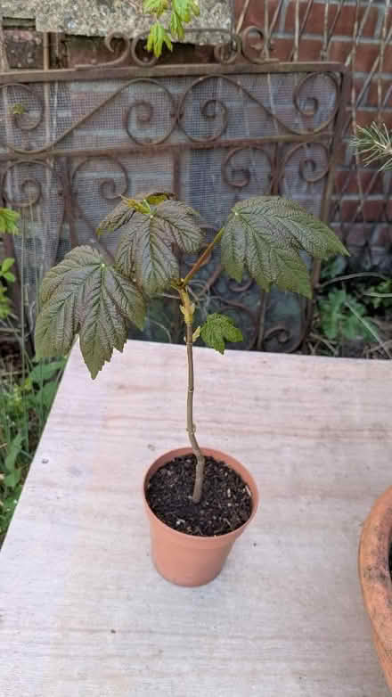 Photo of free Sycamore tree (Mousehold NR3) #1