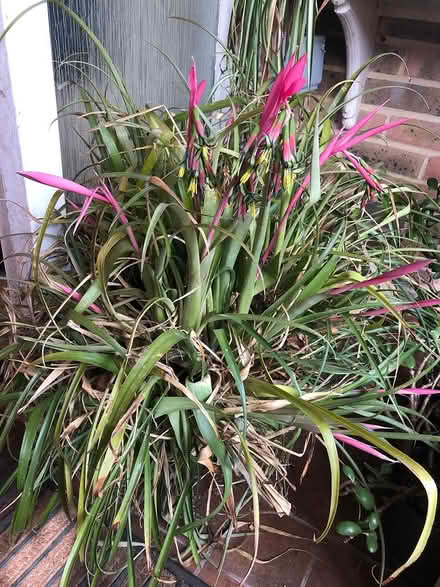 Photo of free Queen’s Tears/ Friendship plant (Sevenoaks) #1