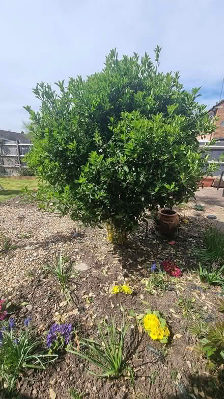 Photo of free Euonymus japonicus tree (Reigate) #2