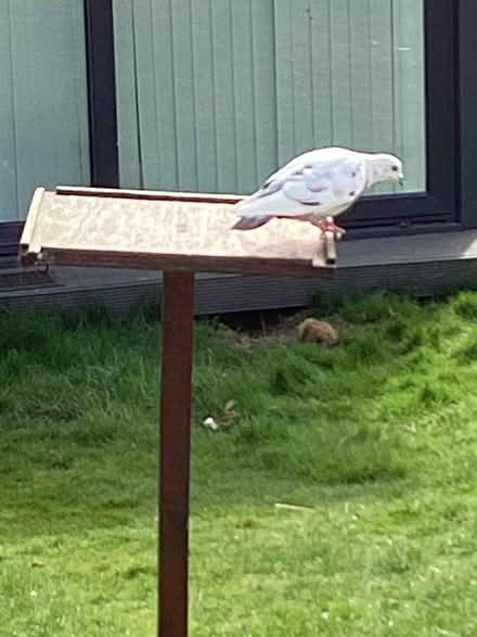 Photo of free Bird stand/ feeder (Hughenden Avenue HP13) #3