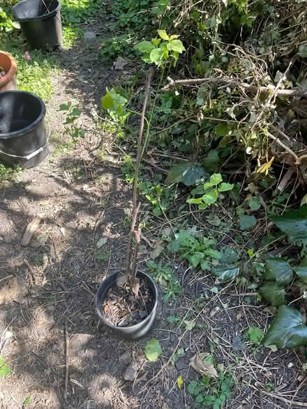 Photo of free Bullace plum sapling (Finsbury Park N4 2QQ) #1
