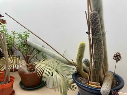 Photo of free Cacti (Bear Flat) #1