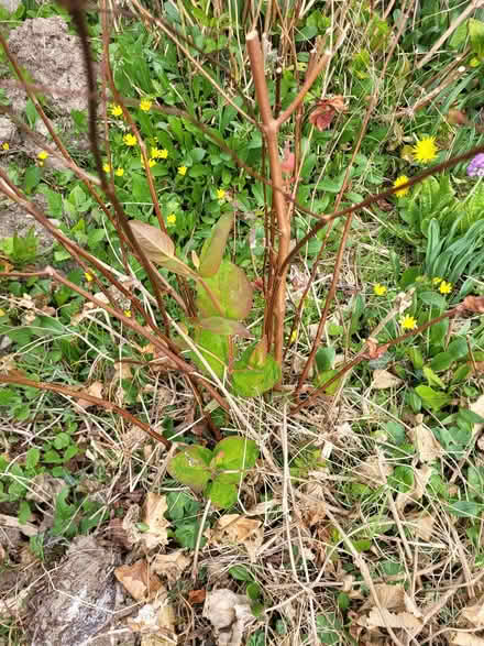 Photo of free Established shrubs (Burton-in-Kendal LA6) #4