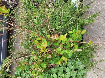 Photo of free Established shrubs (Burton-in-Kendal LA6) #1