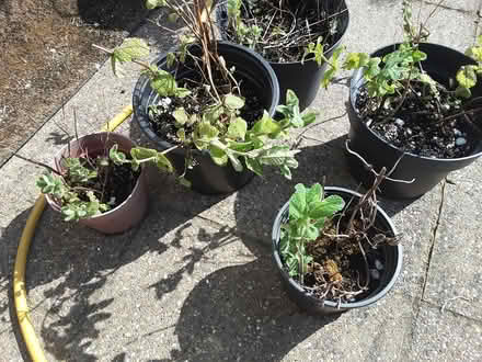Photo of free Apple mint plant (HP13 near railway station) #1