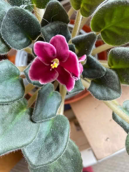 Photo of free African violet plants (South Hounslow off Central Av) #3