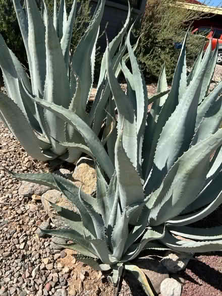 Photo of free Agave Americana plants (East side: Speedway & Harrison) #2