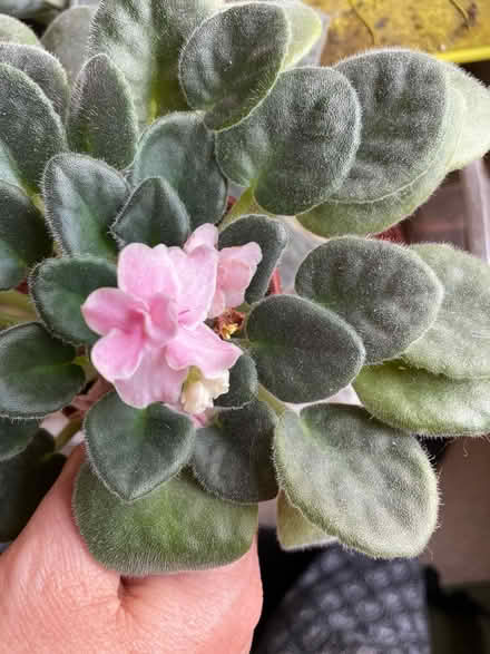 Photo of free African violet plants (South Hounslow off Central Av) #4