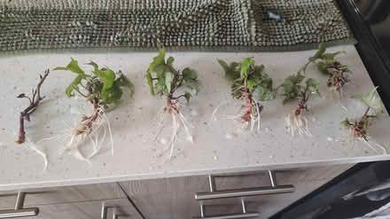 Photo of free Sweet potato slips (Central District) #1