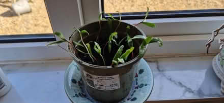 Photo of free Sycamore seedlings (Kirkcambeck CA8) #1