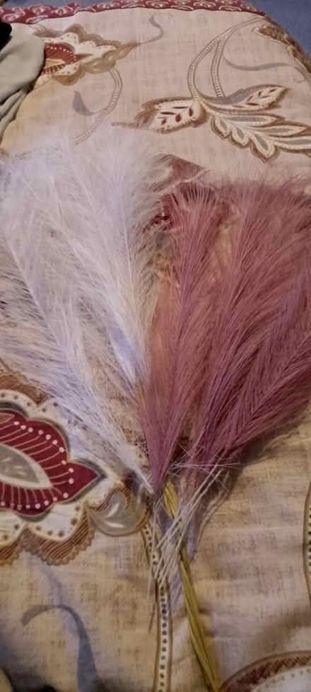 Photo of free Fluffy feathers and hanging sign (Chesser EH14) #2