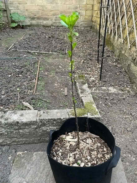 Photo of free Apple tree sapling (Horsforth LS18) #1