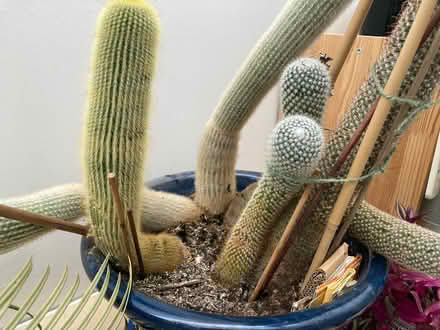 Photo of free Cacti (Bear Flat) #2