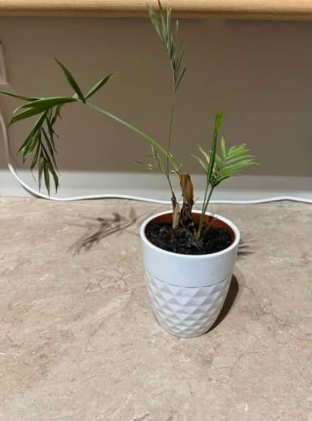 Photo of free Houseplant (Ellesmere Port) #1