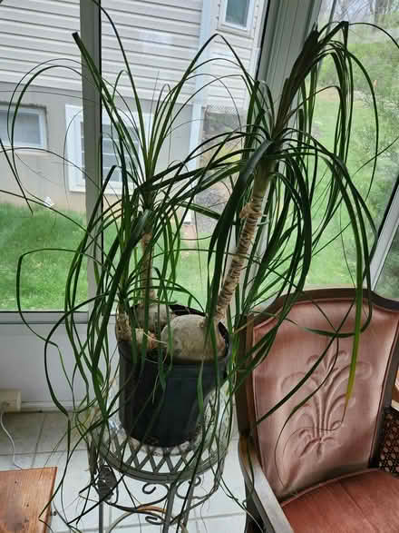Photo of free Ponytail palm (Affton) #1