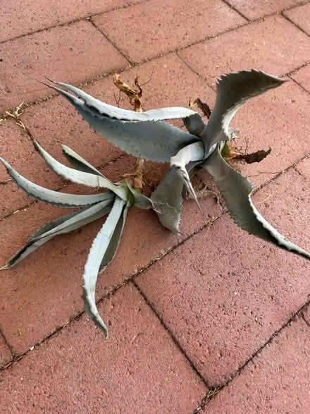 Photo of free Agave Americana plants (East side: Speedway & Harrison) #1