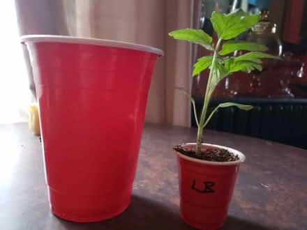 Photo of free 3 Tomato Seedlings left **No Holds (Toronto m6n 2n4) #1