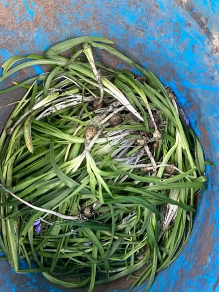 Photo of free Bluebells (Woolton L25) #1
