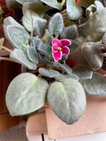 Photo of free African violet plants (South Hounslow off Central Av) #1
