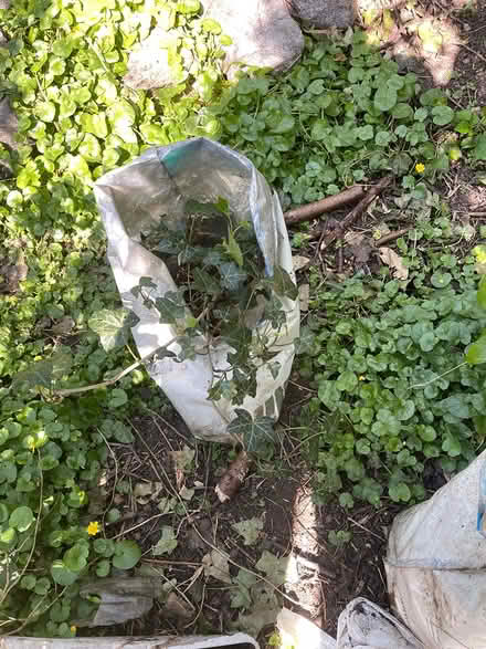 Photo of free Ivy plant (Finsbury Park N4 2QQ) #1