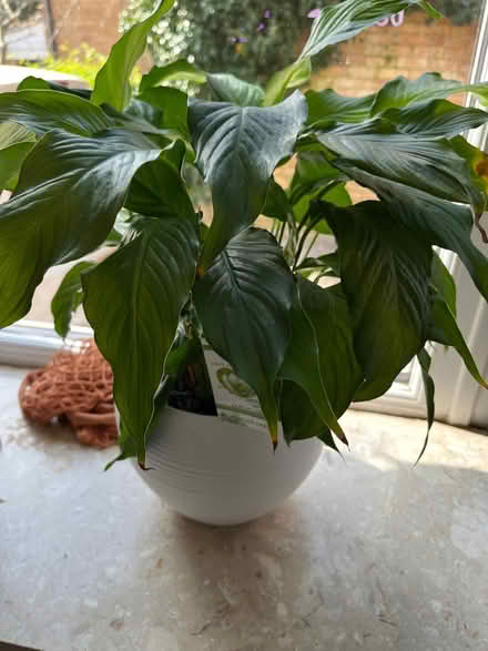 Photo of free Pot plant (Leighton Buzzard LU7) #1