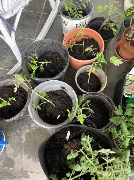 Photo of free Tomato seedlings (Bloomfield) #1