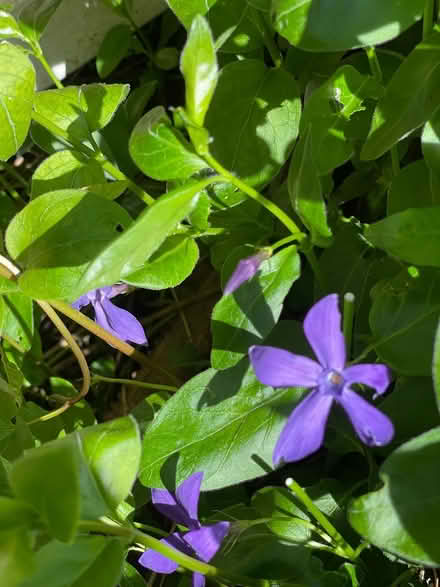 Photo of free Vinca major plant (Finsbury Park N4 2QQ) #1