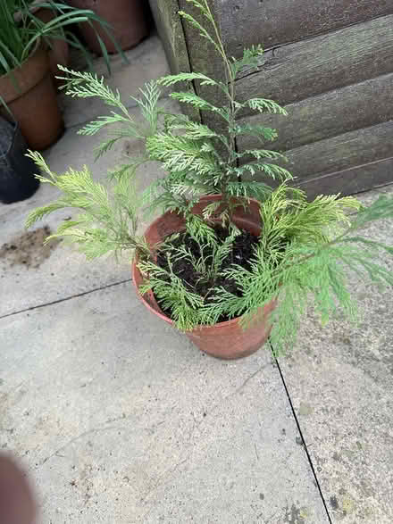 Photo of free baby leylandi plants (Maidstone ME17) #1