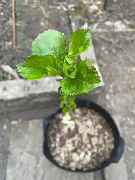 Photo of free Apple tree sapling (Horsforth LS18) #2