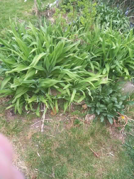 Photo of free Orange day lily (Weston bath) #1
