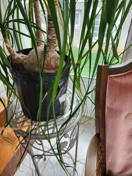 Photo of free Ponytail palm (Affton) #2