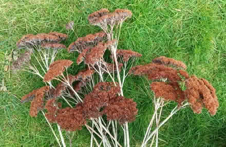 Photo of free Dried flowers - "Autumn Glory" sedum - seed heads (Bicester OX26) #2