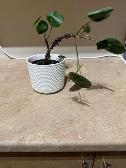 Photo of free Plant in need of TLC (Ellesmere Port) #1