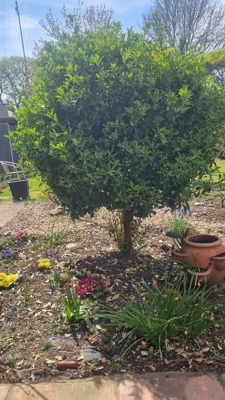 Photo of free Euonymus japonicus tree (Reigate) #1